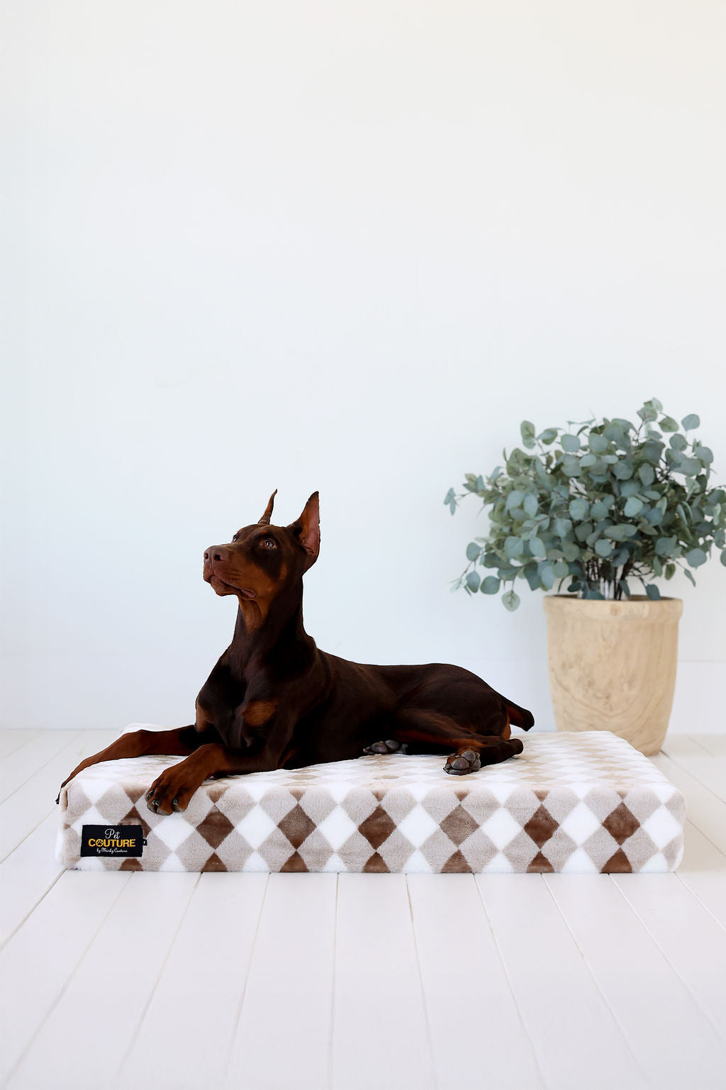 Pet Couture